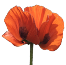 Poppy